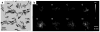Fig. 11