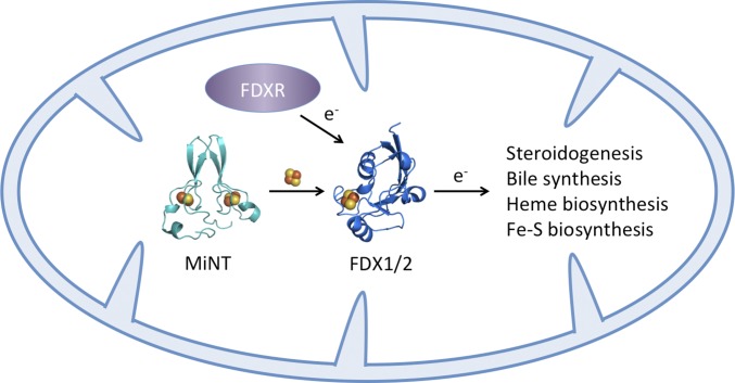 Fig. 5.