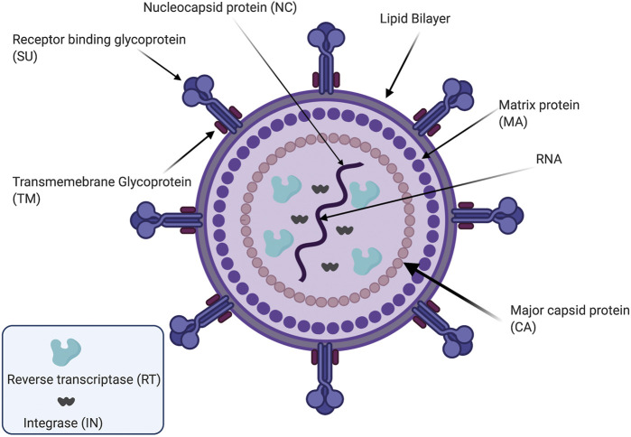 FIGURE 1