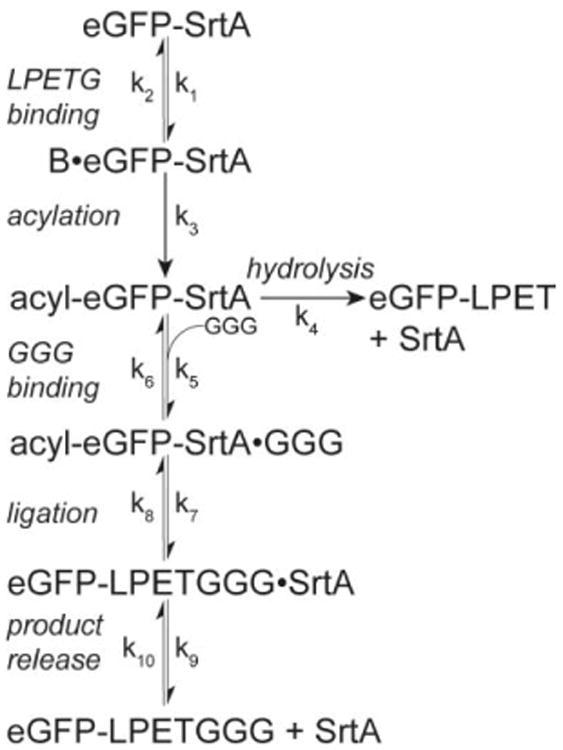 Scheme 2