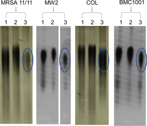 FIG 2