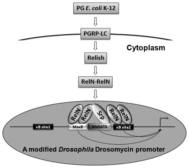 Figure 9