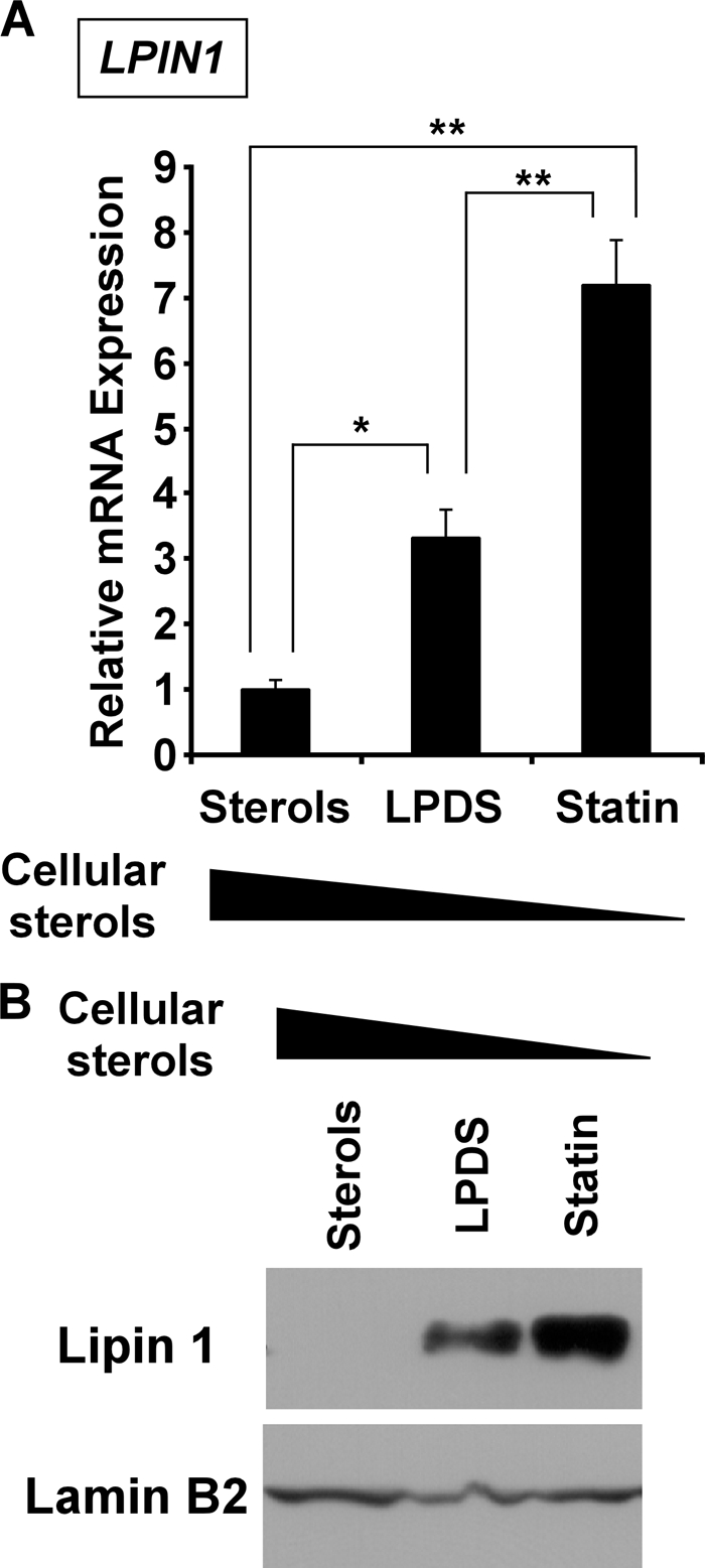 FIGURE 1.