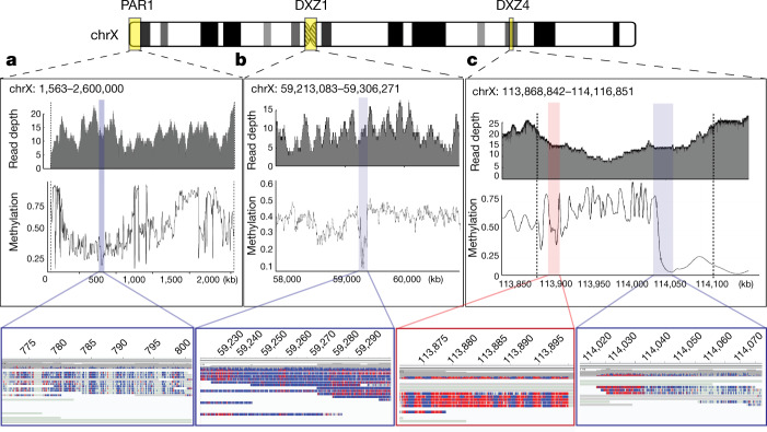 Telomere-to-telomere Assembly Of A Complete Human X Chromosome - PMC