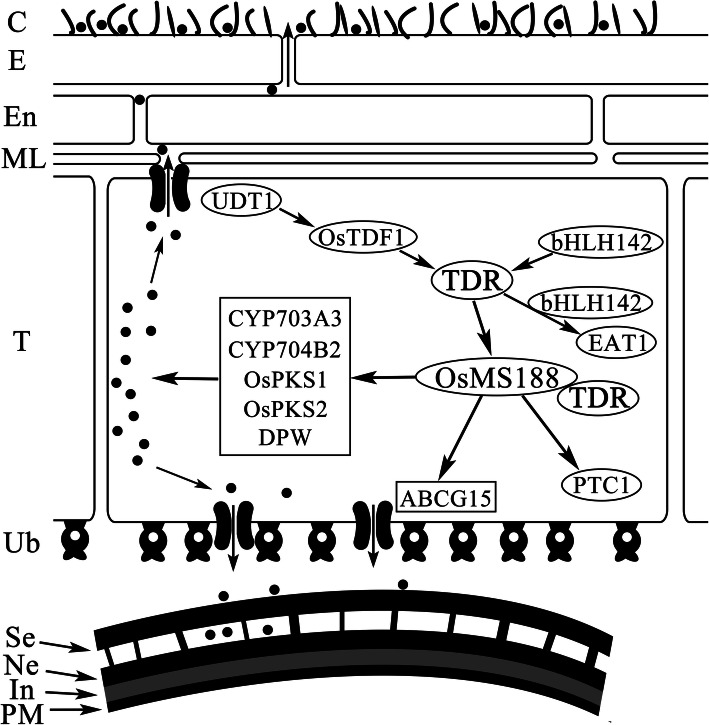 Fig. 8