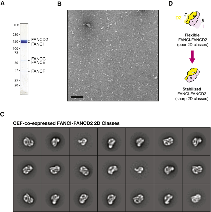 Figure 5