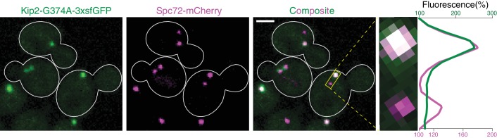 Figure 3—figure supplement 2.