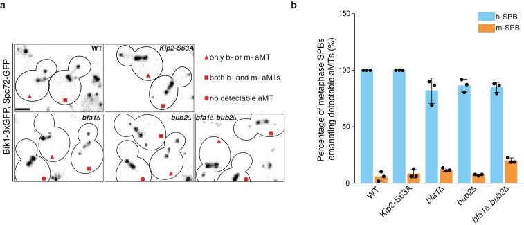 Figure 7—figure supplement 1.