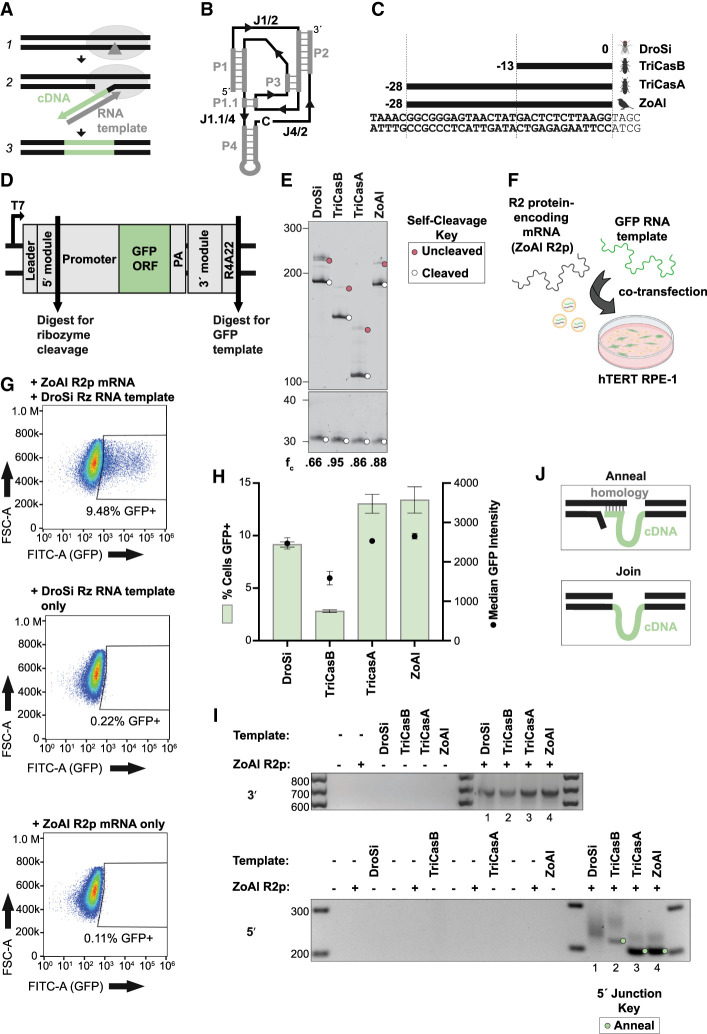 Structure and sequence at an RNA template 5′ end influence insertion of