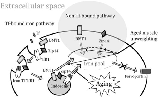 Fig. 5