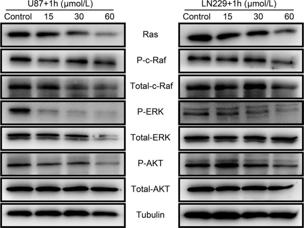 Fig. 6