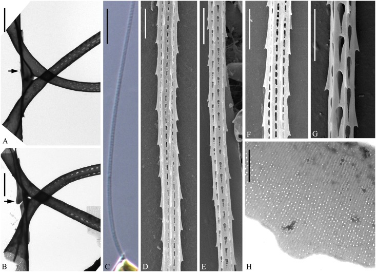 Fig 6