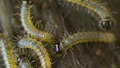 graphic file with name FEC-36-2873-g003.jpg