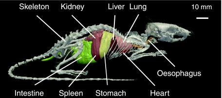 Fig. 2