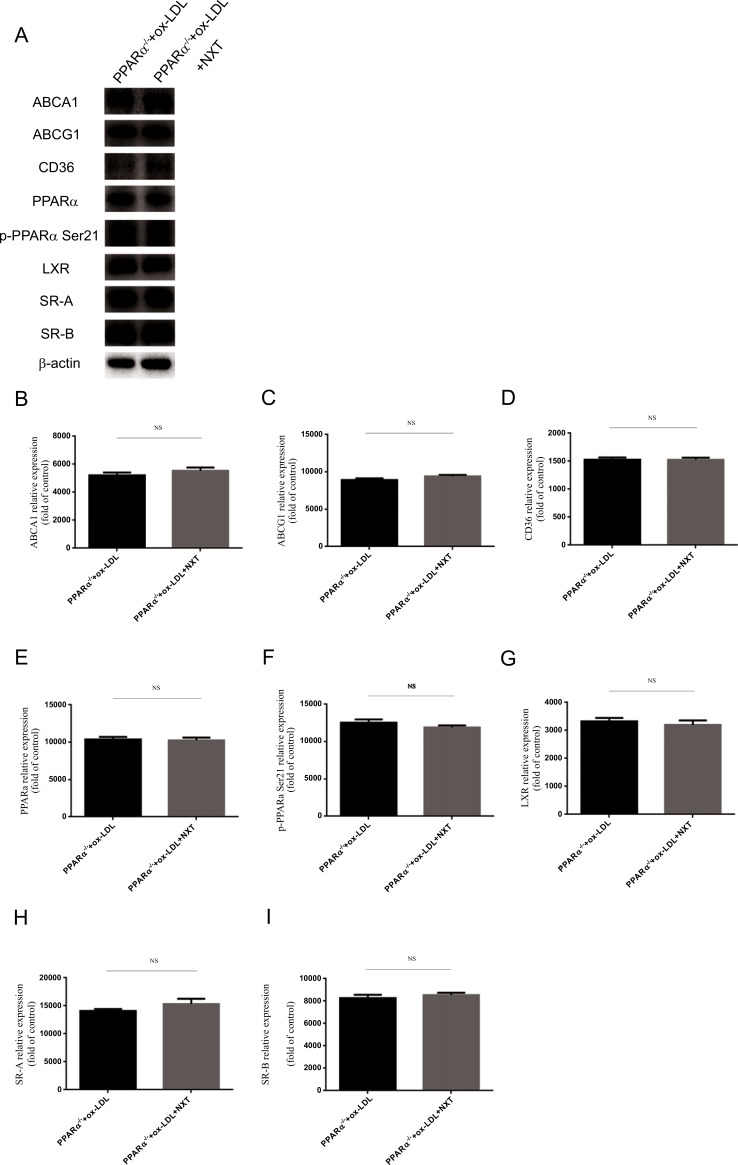 Fig. (6)