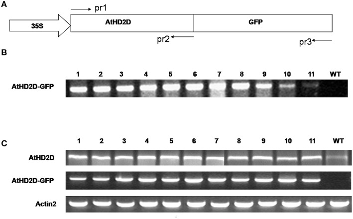 Figure 2