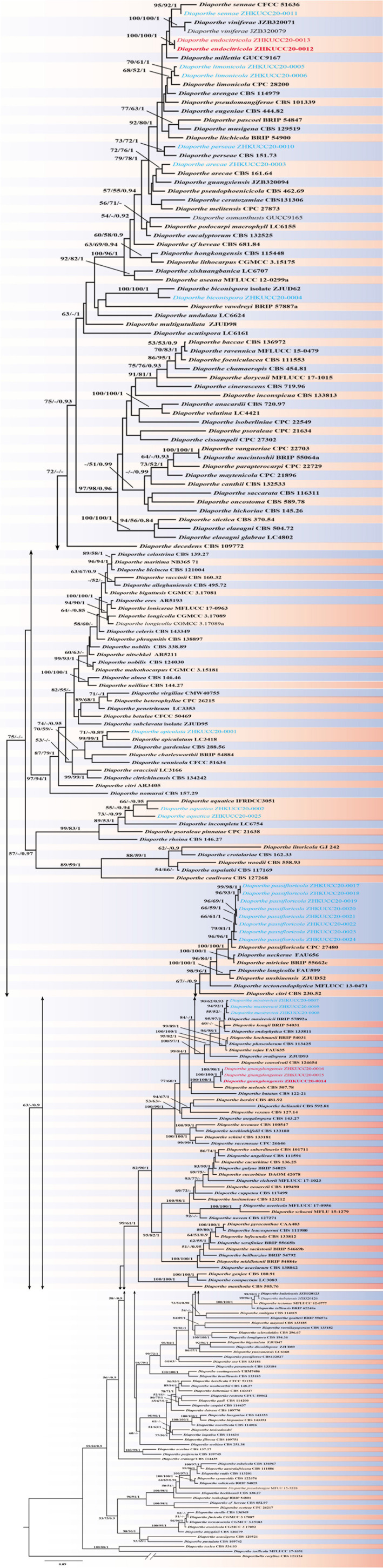 FIGURE 1