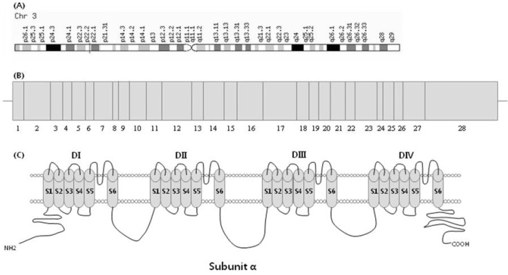 Fig. 1