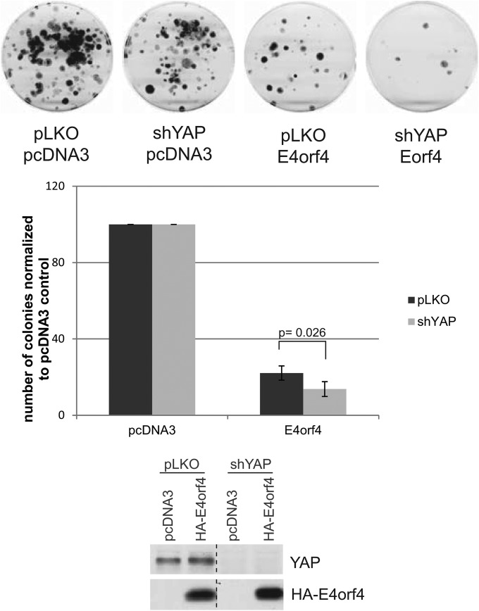 FIG 7