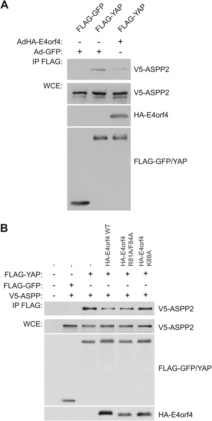 FIG 6