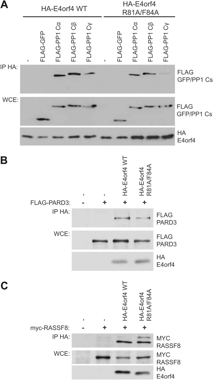 FIG 2