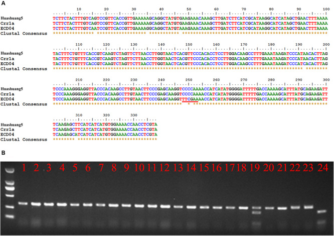 FIGURE 4