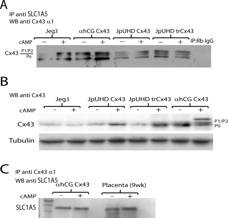 FIG. 5. 