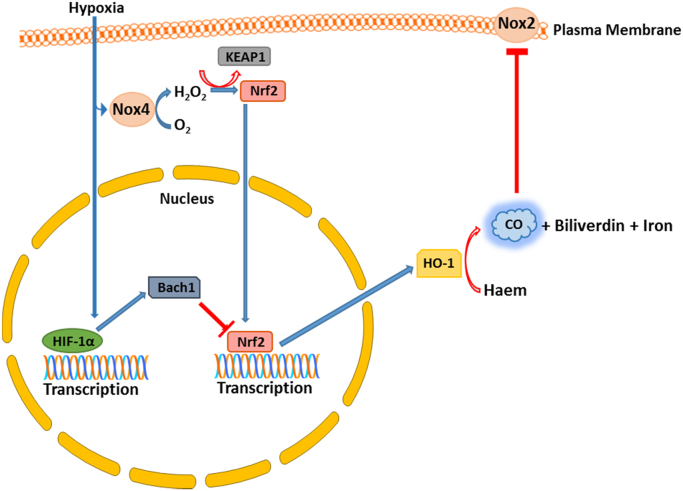 Fig. 6.