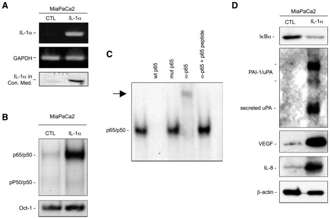 FIGURE 1