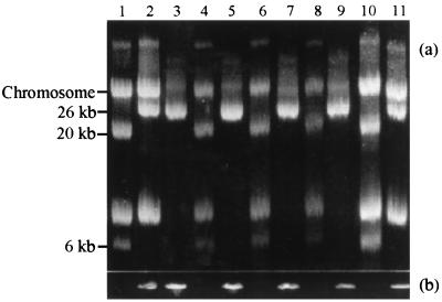 FIG. 5