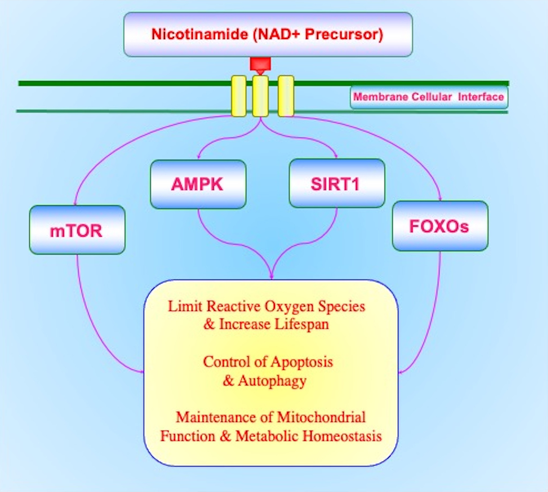 Figure 1: