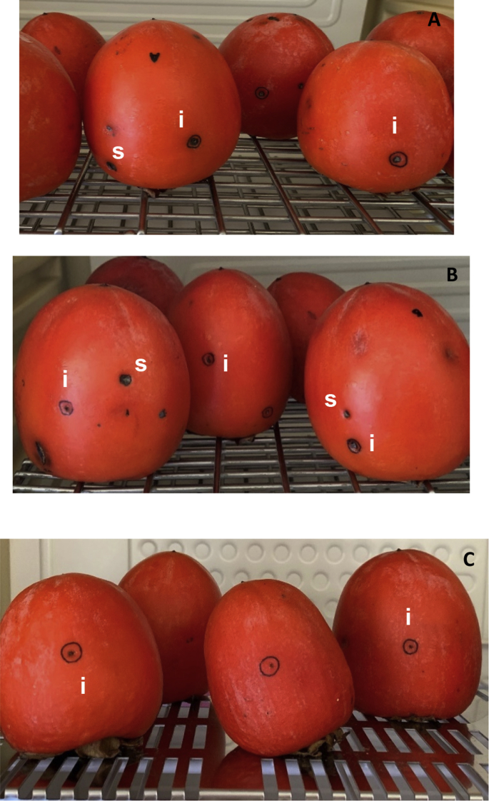 Fig. 4