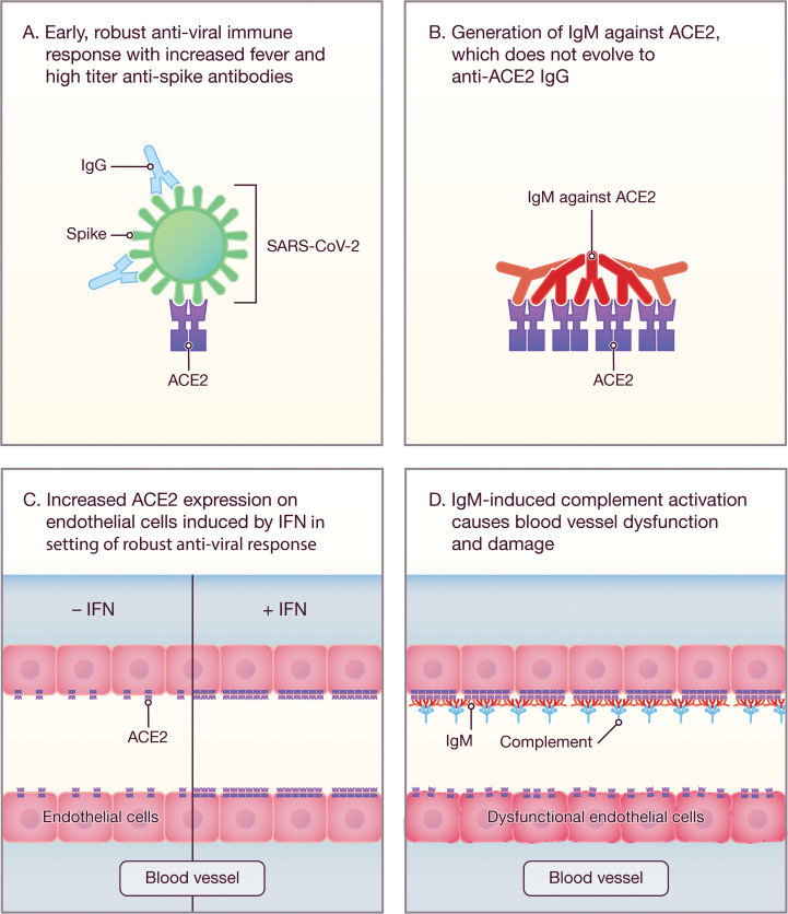 graphic file with name jciinsight-7-158362-g056.jpg