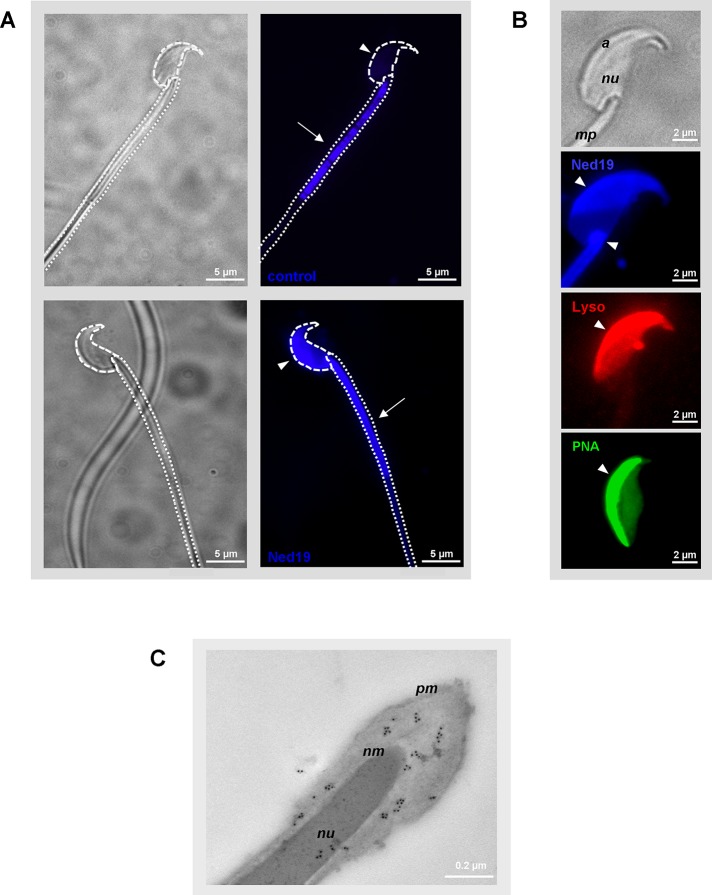 FIGURE 3: