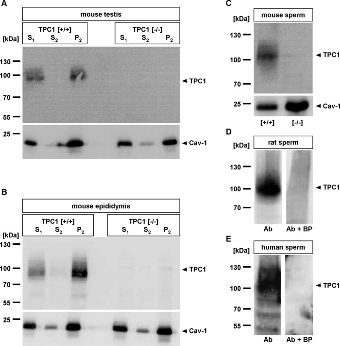 FIGURE 1: