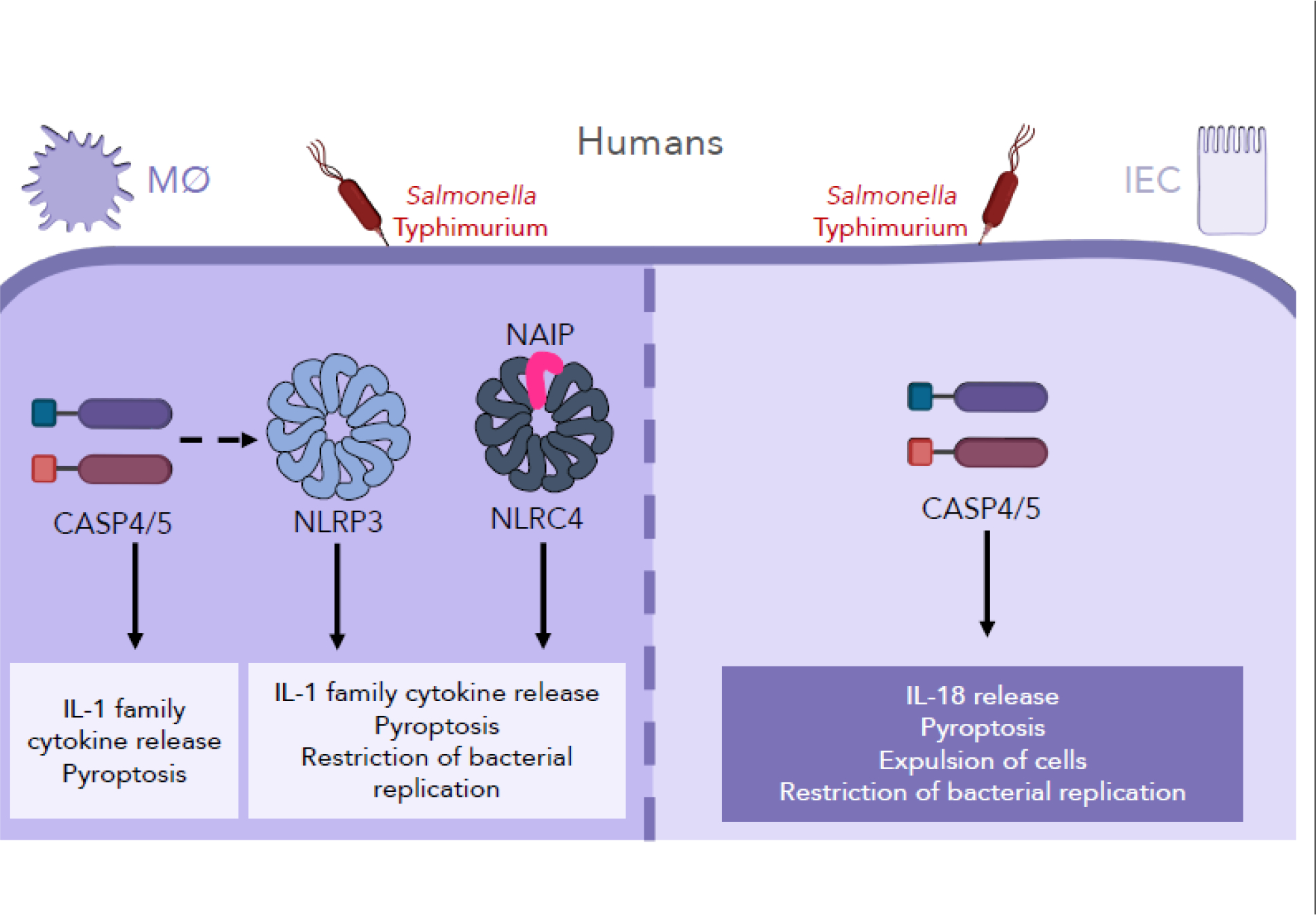 Figure 3: