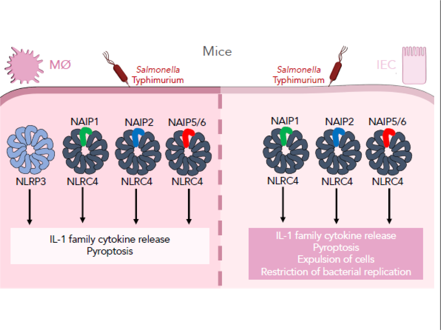 Figure 2: