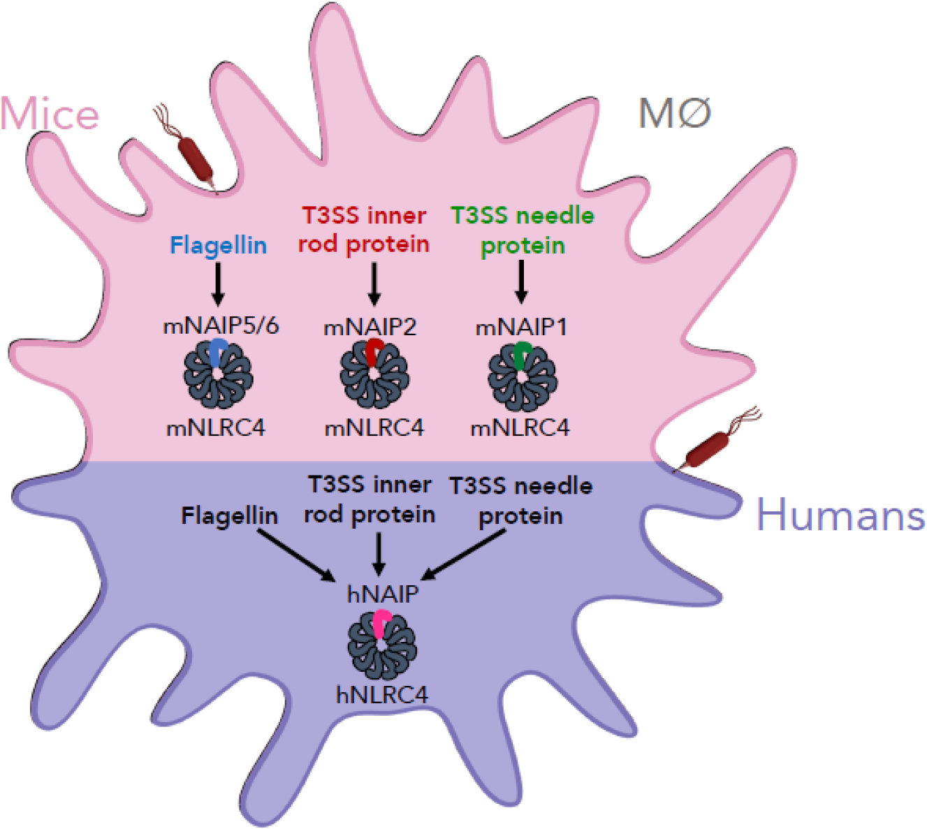 Figure 1: