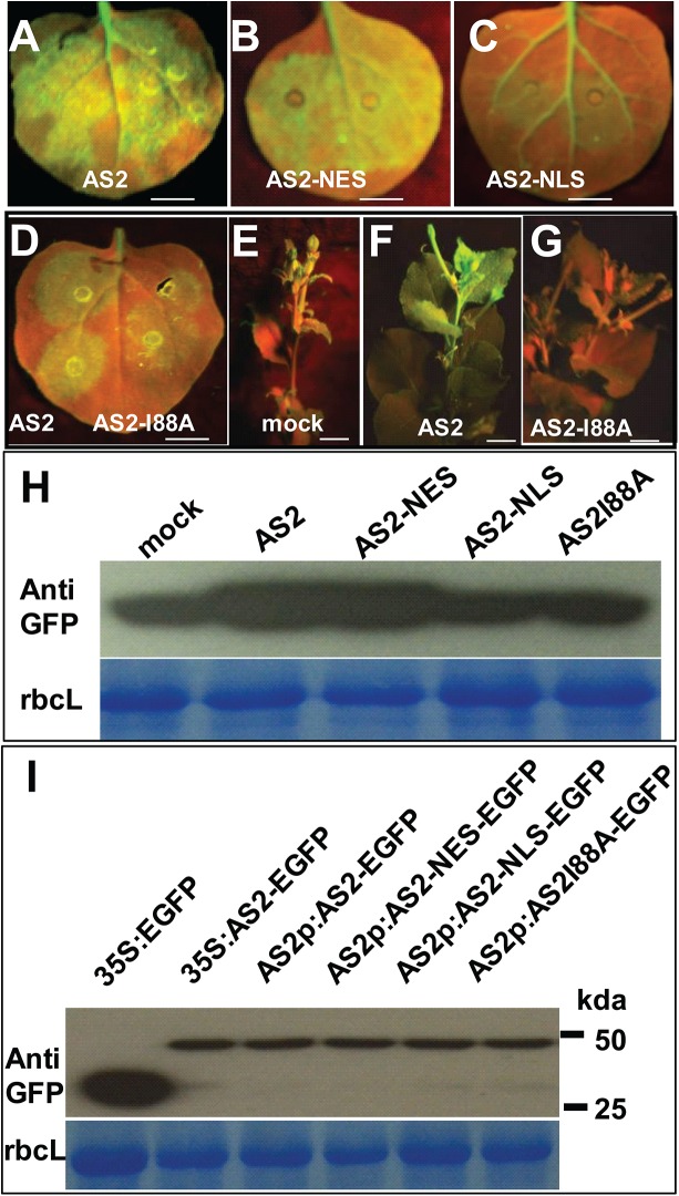 Fig 5