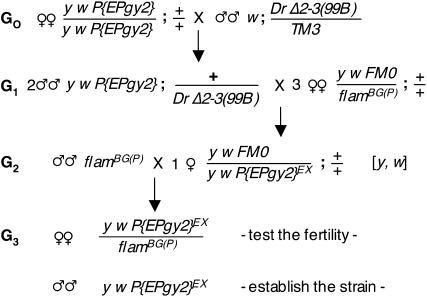 Figure 3.—