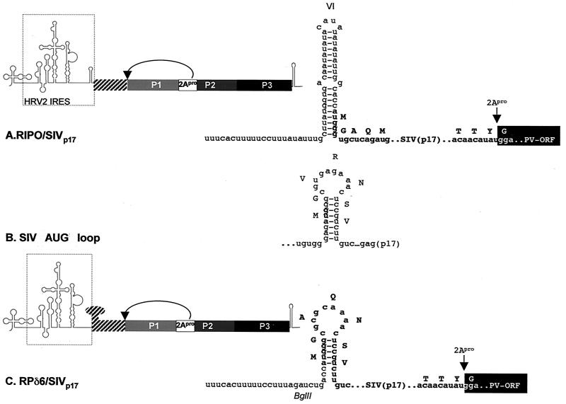 FIG. 2.