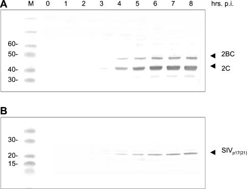 FIG. 6.