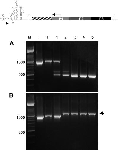 FIG.4.