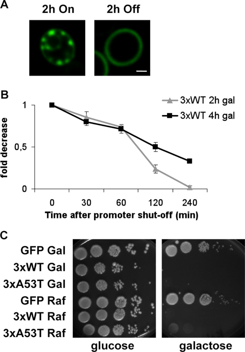 FIGURE 4.