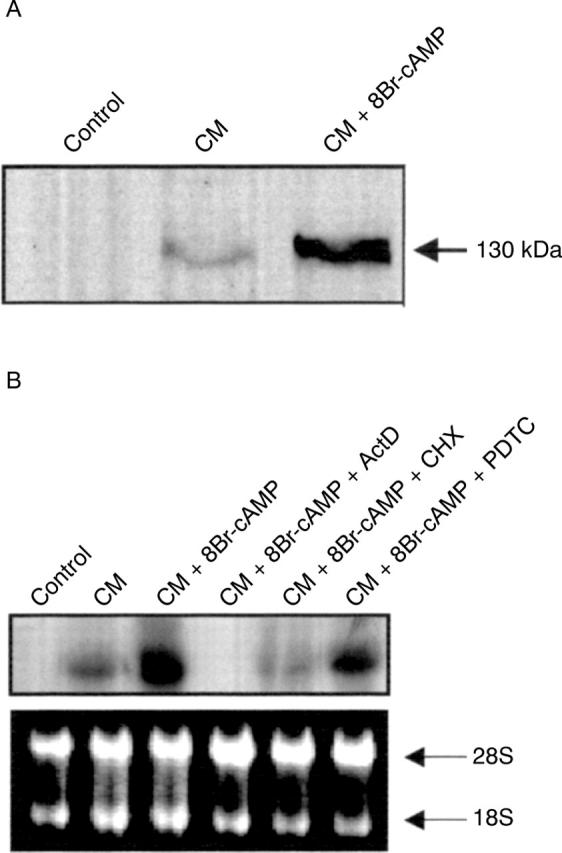 Figure 4  