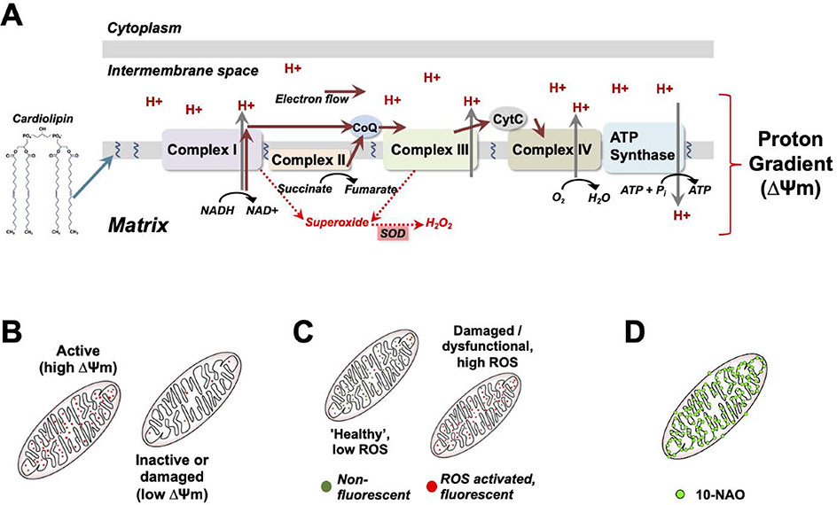 Figure 3 –