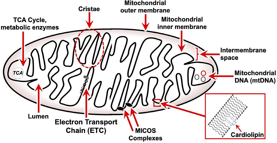 Figure 1 –