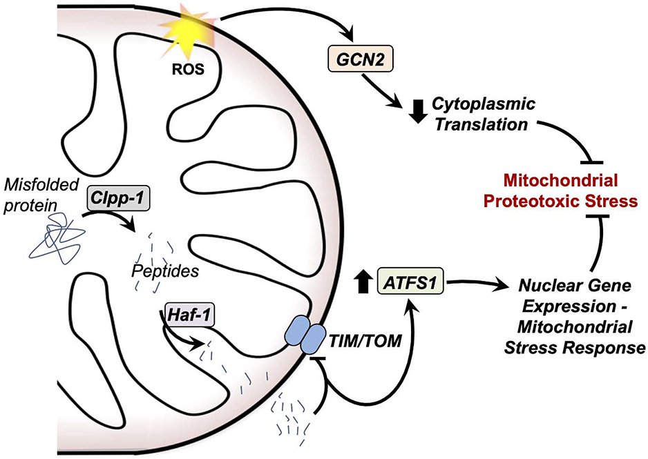 Figure 5 –