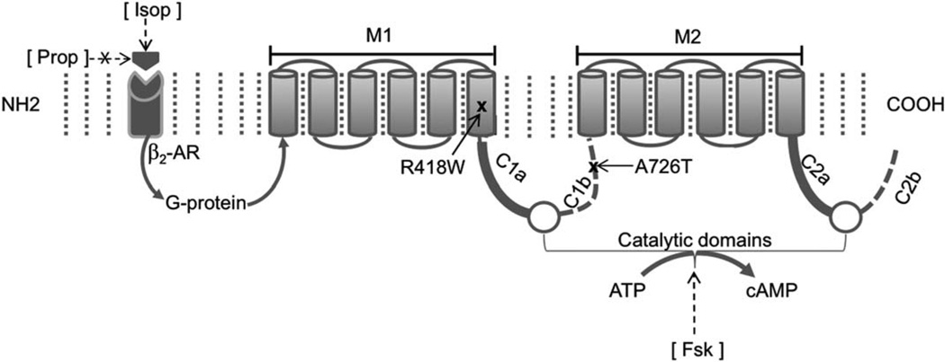 FIGURE 1