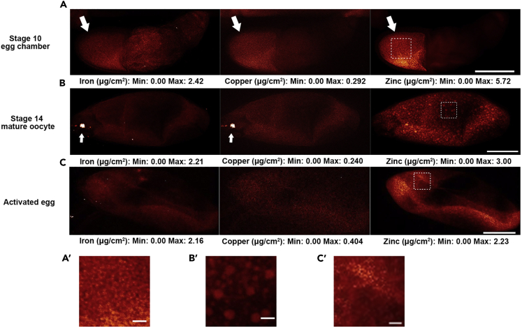 Figure 3